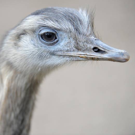 Jaká je cena pštrosa a jeho masa?