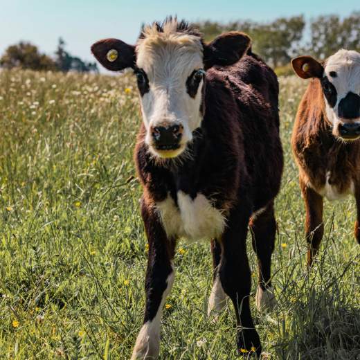 Jaká je cena telete?