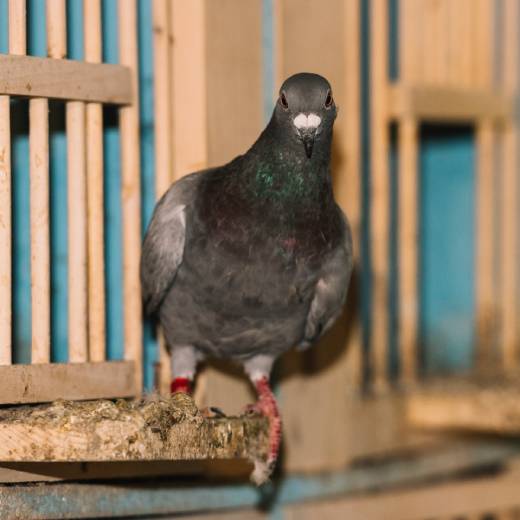Jak na chov holubů? Kompletní průvodce