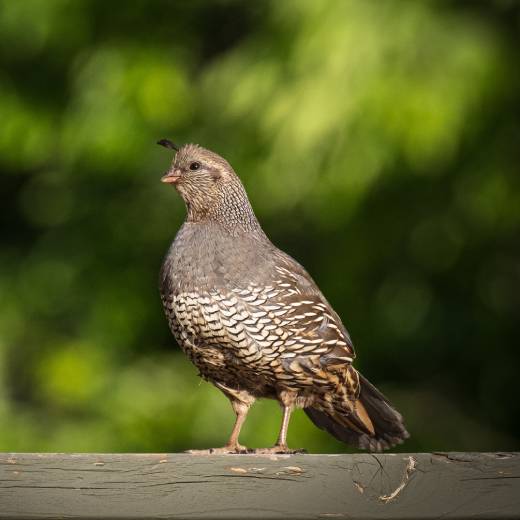 Jak na chov křepelek? Průvodce pro začátečníky