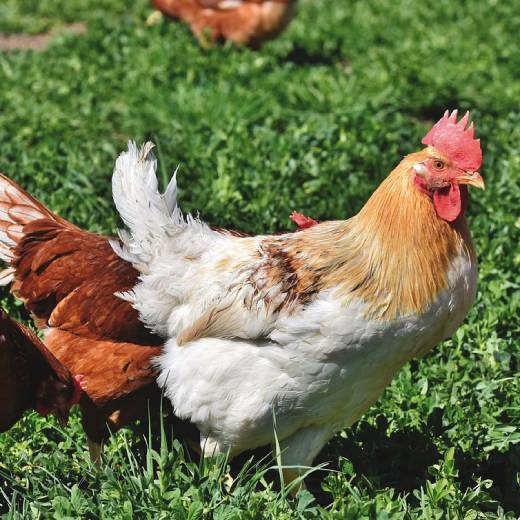 Onemocnění u slepic: co dělat, když slepice chrčí?