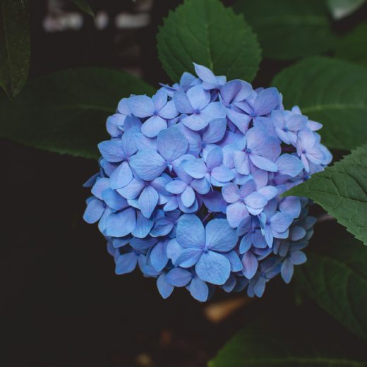 Čím hnojit hortenzie?