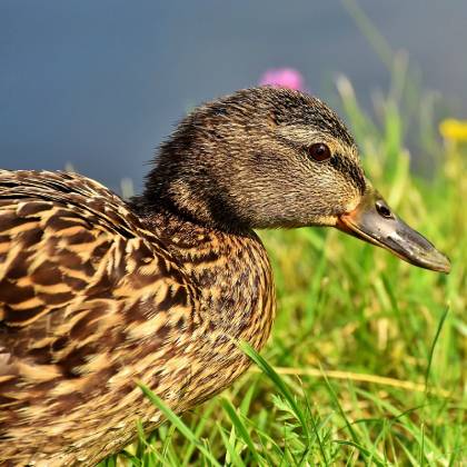 Čím krmit kachny? Jaké krmivo vybrat?