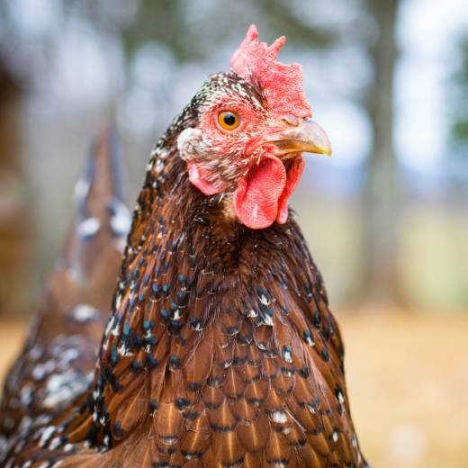 Čím krmit slepice? Kompletní průvodce