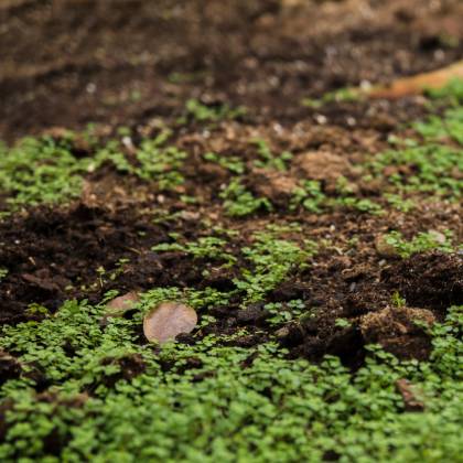 Čím se živí krtek? Jakou potravu má nejraději?