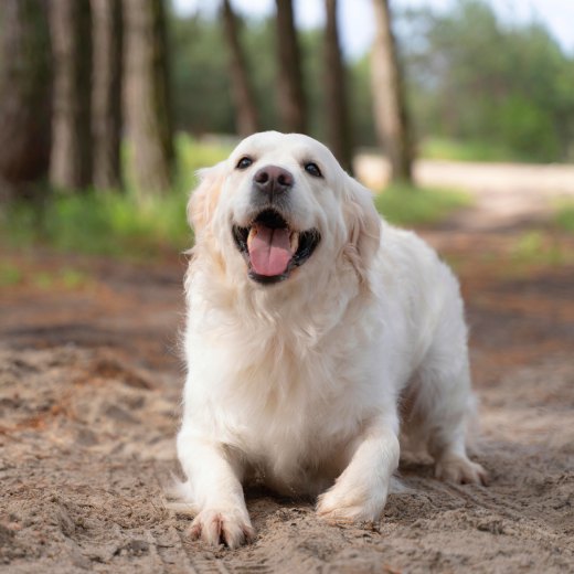 Co dělat, když pes sežral jed na krysy? Rady a tipy