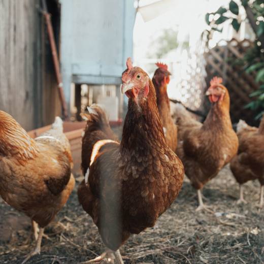 Co je pro slepice jedovaté? Čím je správně krmit?