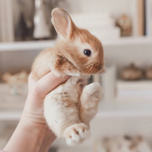 Co jí králík? Která potrava je nejlepší?