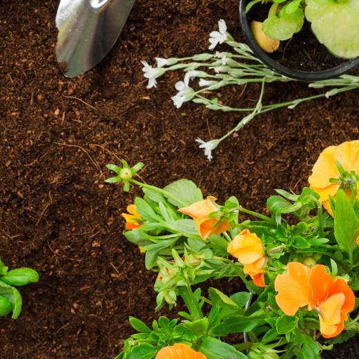 Co jí krtek? Jakou potravu má nejraději?