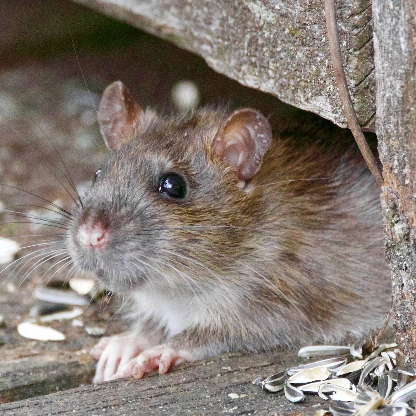 Co nesnáší potkani? Jak se jich zbavit?