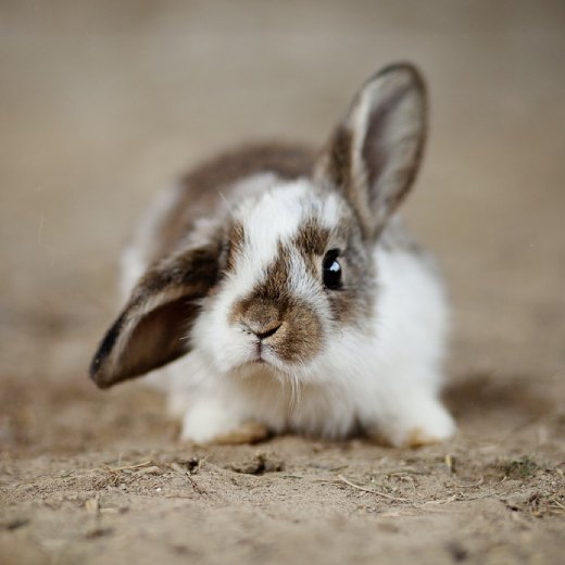 Nejčastější chyby v péči o králíky: Co jim vadí?