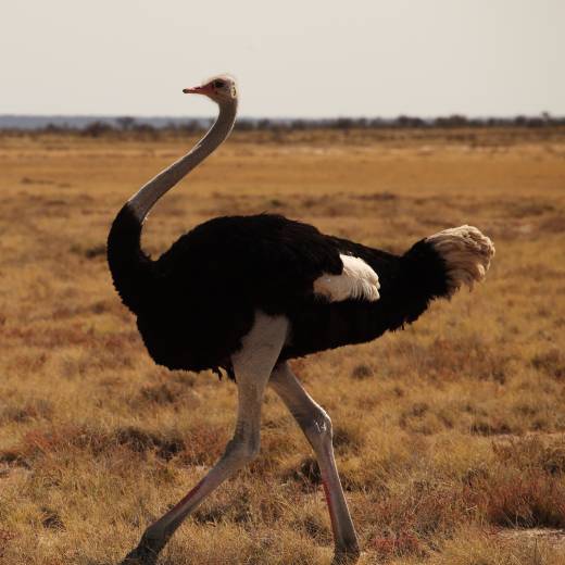 Co žere pštros? Jakou má rád potravu?