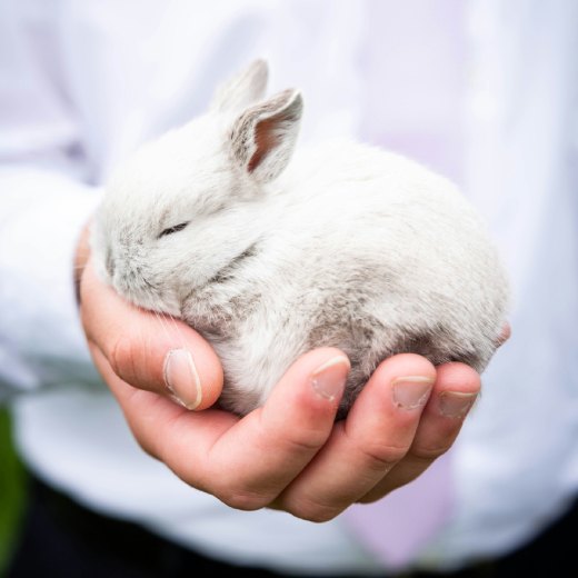 Co znamená když váš králík chrochtá?