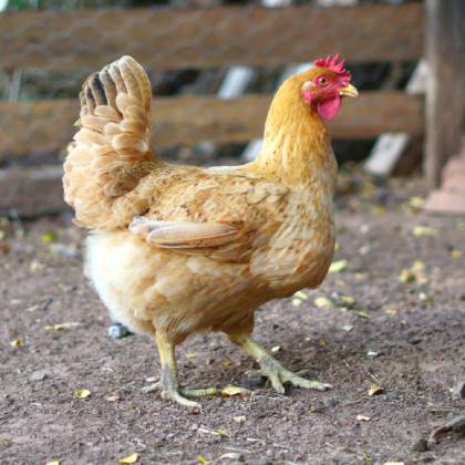 Co žere slepice? Jaké krmivo vybrat?