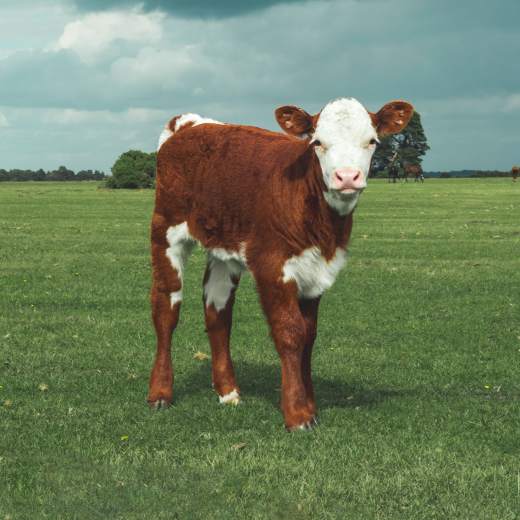 Jak vybrat deku pro telata?