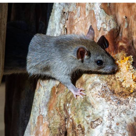 Deratizace potkanů: jak se zbavit nezvaných hostů?