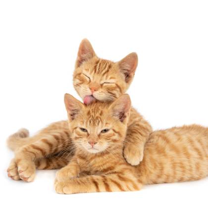 Stylové škrabadlo: jak vybrat designové škrabadlo pro vaší kočku?