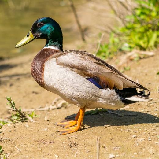 Divoké kachny: jak a čím je krmit?