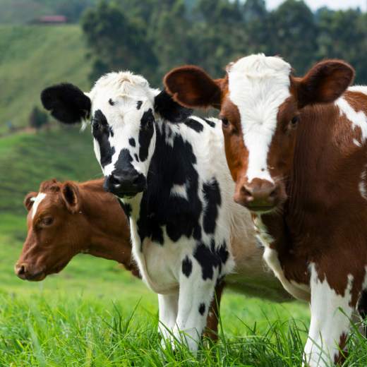 Dojení krav: Kompletní průvodce