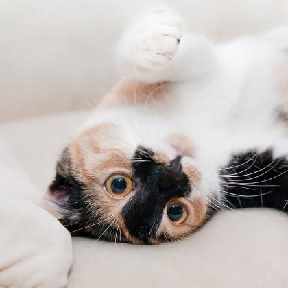 Dřevěná škrabadla pro kočky: jaké vybrat?