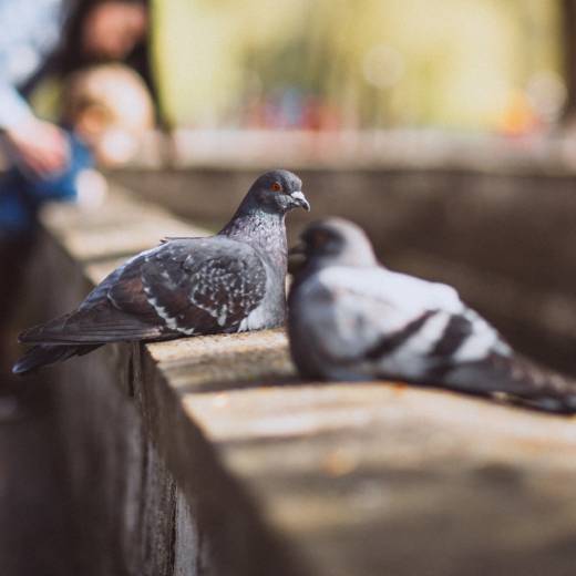 S jakými druhy holubů se můžete setkat?