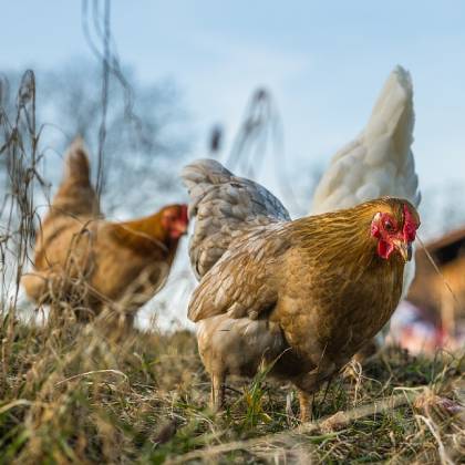 Jak vybrat nejlepší granule pro nosnice?