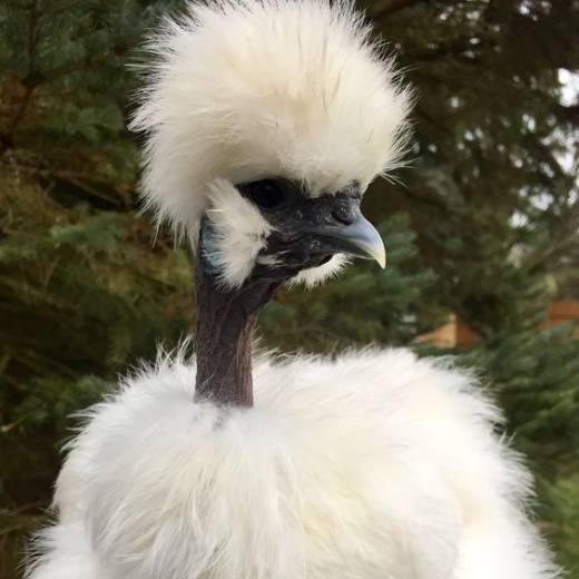 Kohout hedvábničky: jak ho poznat?