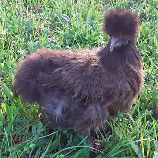 Slepice hedvábnička