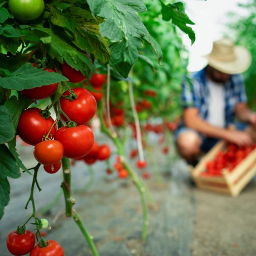 Hnojivo na rajčata: kompletní průvodce