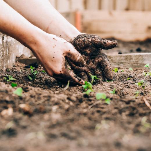 Pomůže hnojivo proti krtkům?