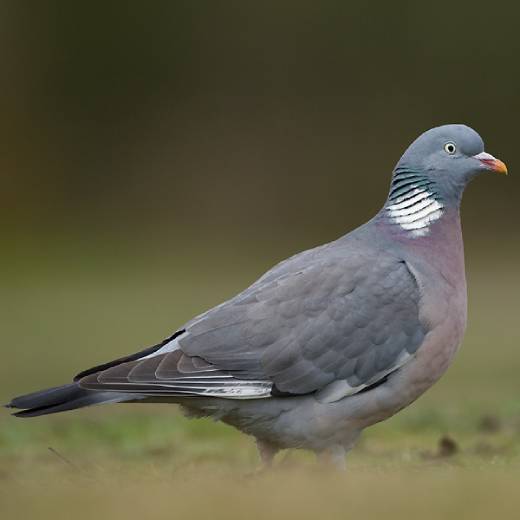 Holub hřívnáč: zajímavosti, které možná nevíte