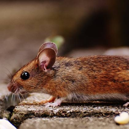 Jak na chov potkana v bytě?