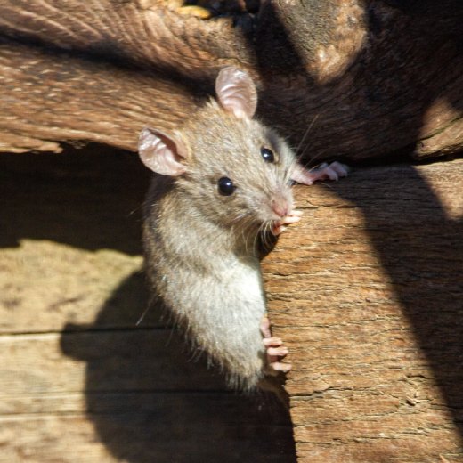 Jak chytit krysu? Pomůže past nebo sklopec