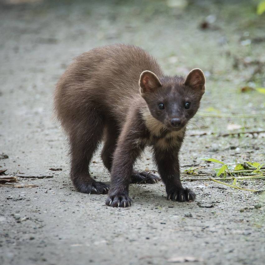 Jak chytit kunu? Pomůže past nebo návnada