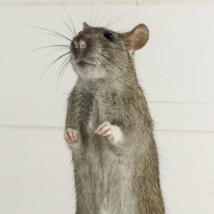 Jak chytit potkana? Pomůže past nebo sklopec