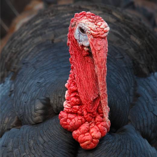 Jak dlouho roste krůta?