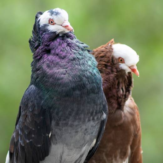 Jak dlouho sedí holub na vejcích?