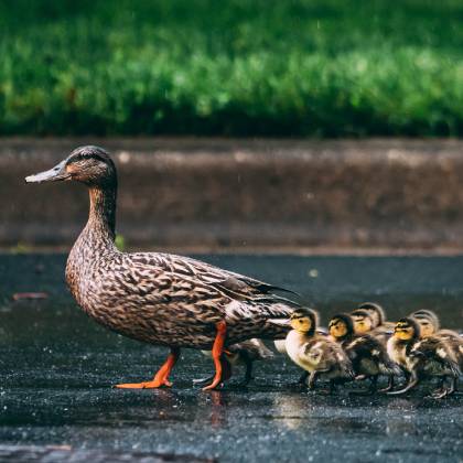 Jak dlouho sedí kachna na vejcích?