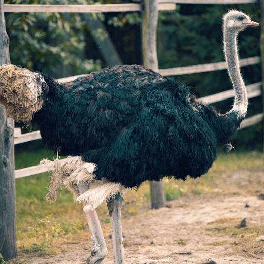 Jak často pštros snáší vejce?