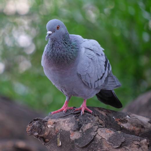 Jak dlouho žije holub?