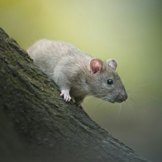 Jak dlouho žije krysa?
