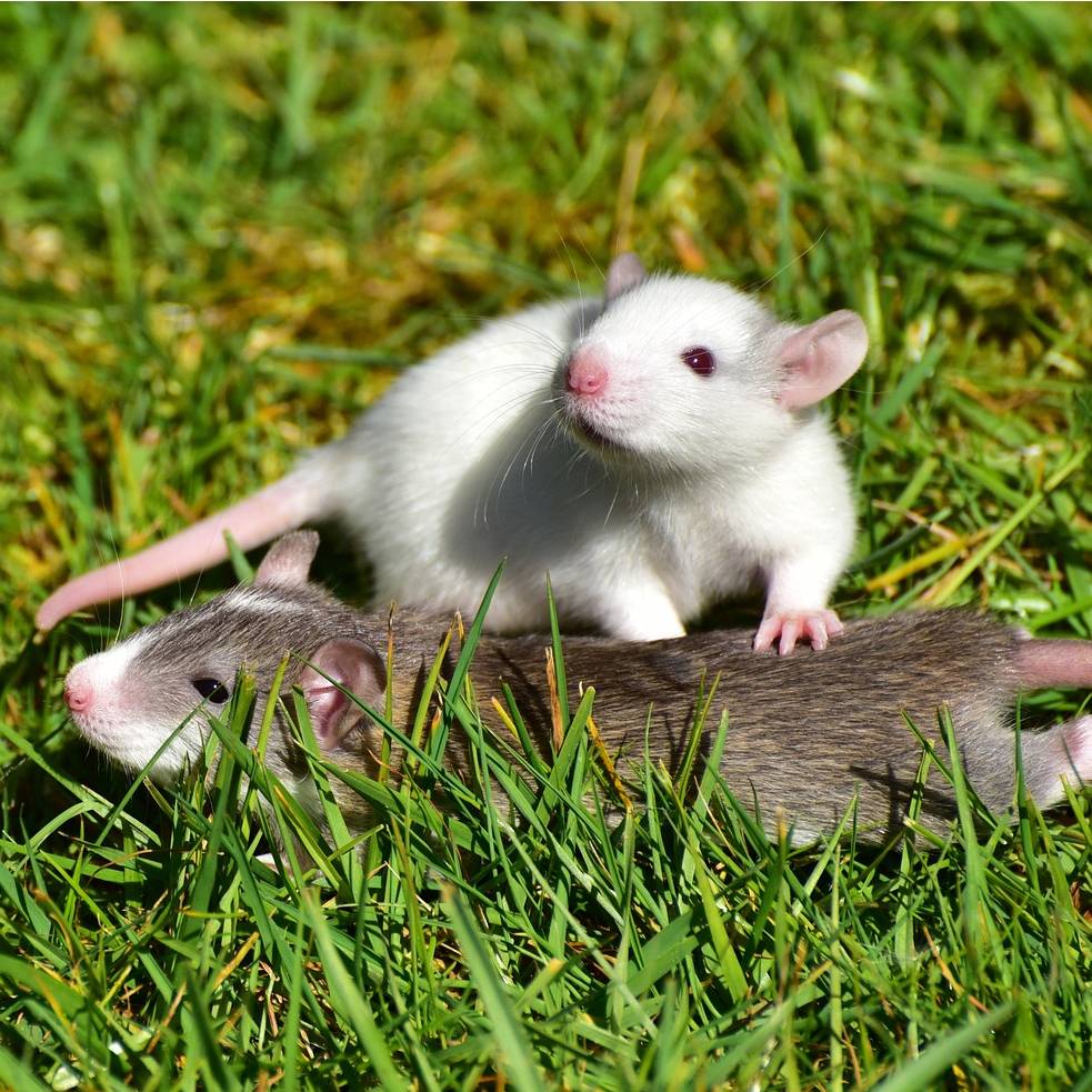 Jak dlouho žije potkan?