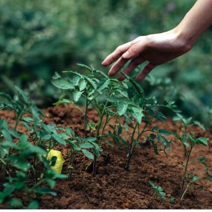 Jak hluboko ryje krtek? Fakta a zajímavosti