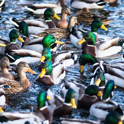 Jak krmit kachny? Na co si dát pozor?