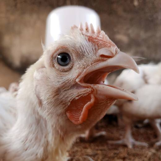 Jak na chov brojlerů?