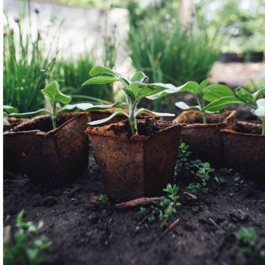 Jak na krtka v zahradě? Pomůže past nebo plašič