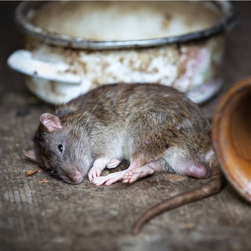 Jak nastavit past na myš? Návod krok za krokem