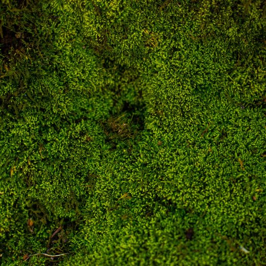 Mech v trávníku: jak ho odstranit?