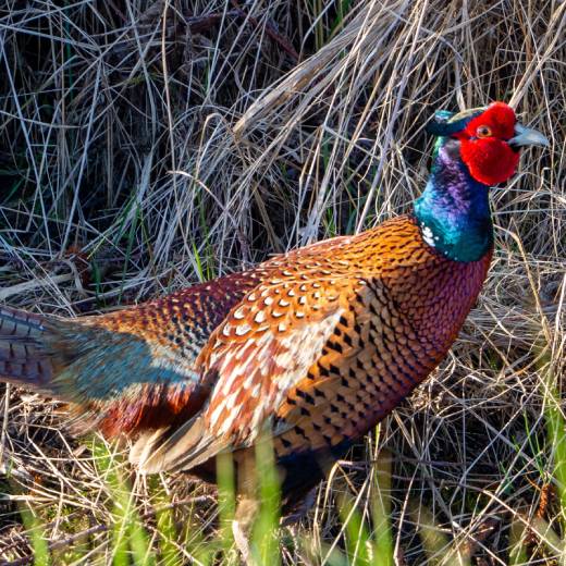 Jak oškubat bažanta?
