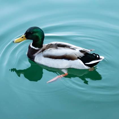 Jak oškubat kachnu?